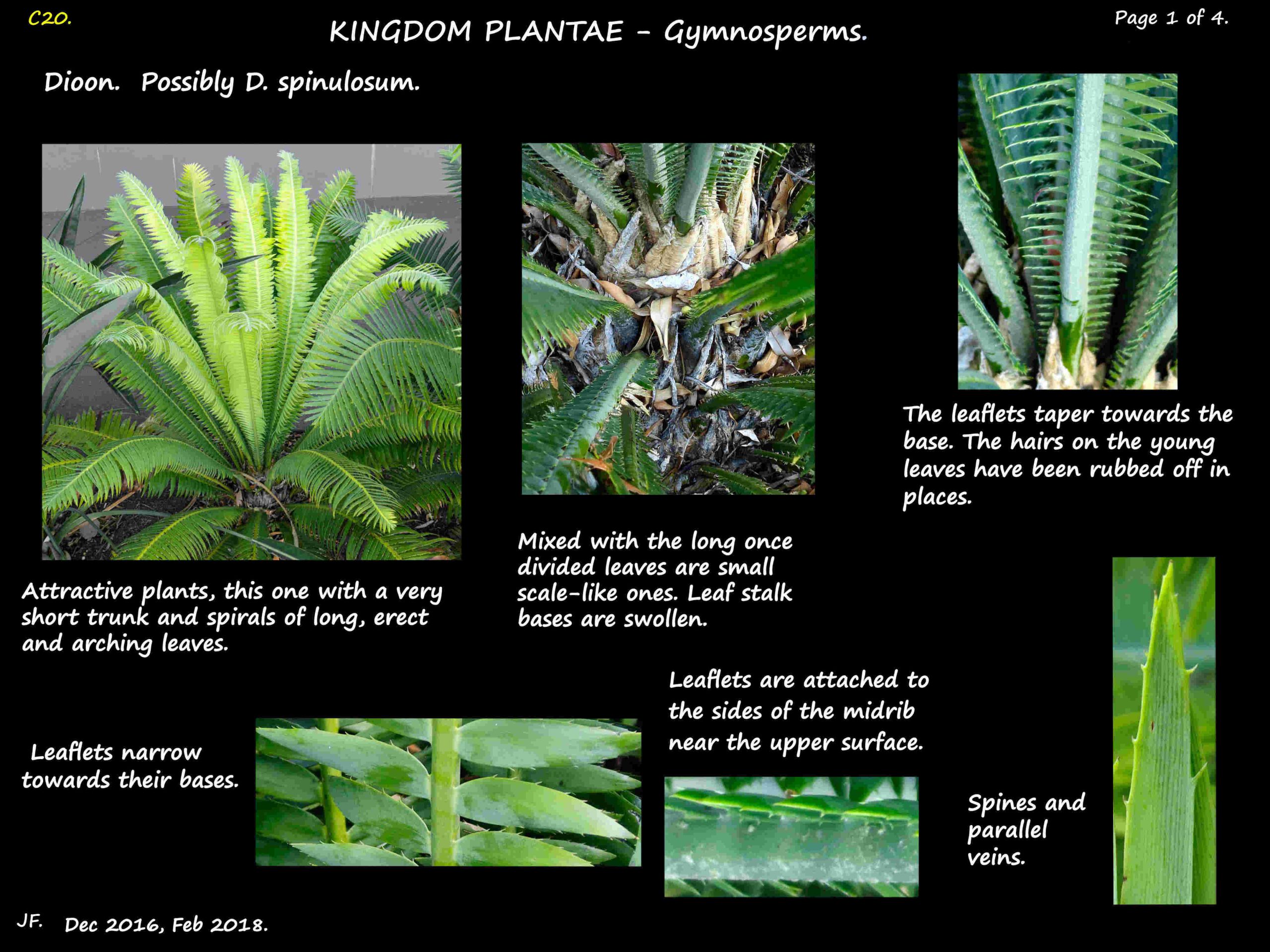 1 Dioon leaves